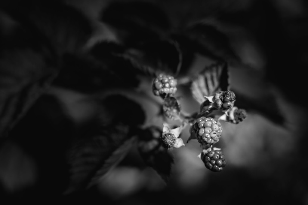 Blackberry Bushes by tina_mac