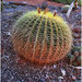 round cactus by kerenmcsweeney