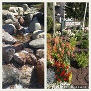 21st Jul 2018 - Front Yards In Bloom
