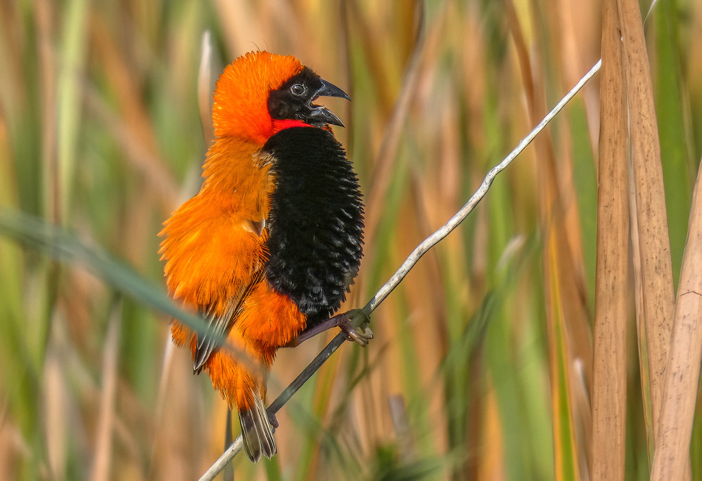A Red Bishop by ludwigsdiana
