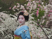 21st Jul 2018 - Cherry Blossom Season in Kyoto