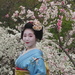Cherry Blossom Season in Kyoto by redy4et