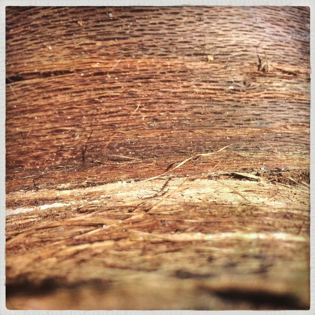 Tree bark by mastermek