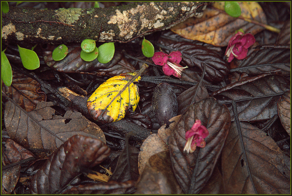 Leaf litter by dide