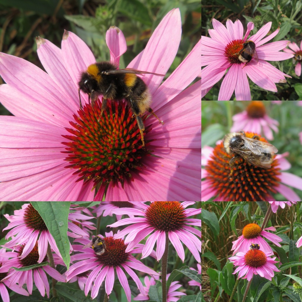 Bees on the echinacea  by lellie
