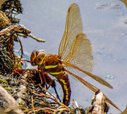 22nd Jul 2018 - Brown Hawker Dragonfly