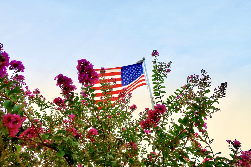 The flag flies and the Crepe Myrtles bloom, even when it’s 110 degrees Fahrenheit  by louannwarren