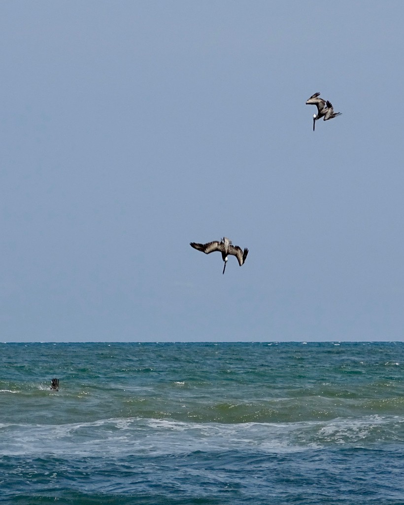 3 pelicans by scottmurr