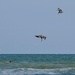 3 pelicans by scottmurr