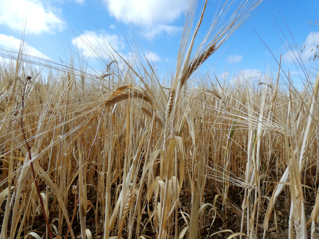 Ripening Barley by julienne1