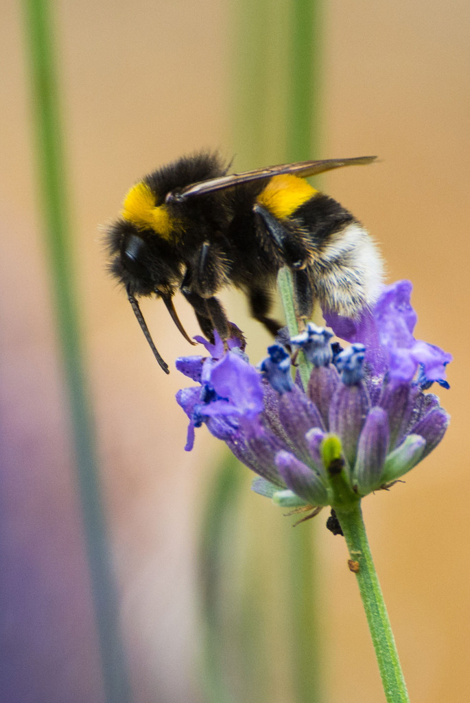 Bumblebee by rumpelstiltskin