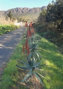22nd Jul 2018 - Aloes 