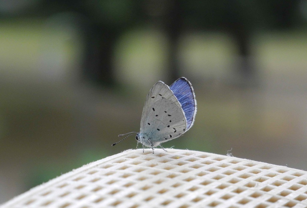 Butterfly (9): Bye! by toinette