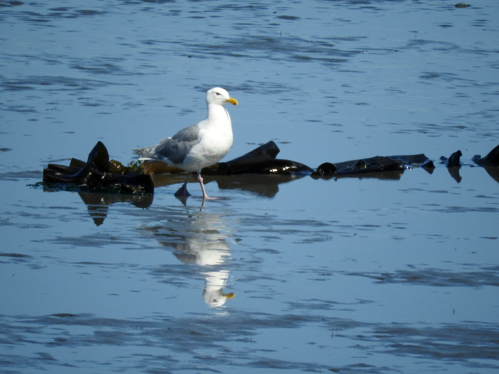 Seagull On Alki Beach by seattlite