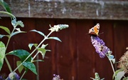 22nd Jul 2018 - The Butterfly and the Bee