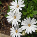 dwarf daisy by arthurclark