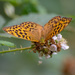 Silver-washed Fritillary by rjb71