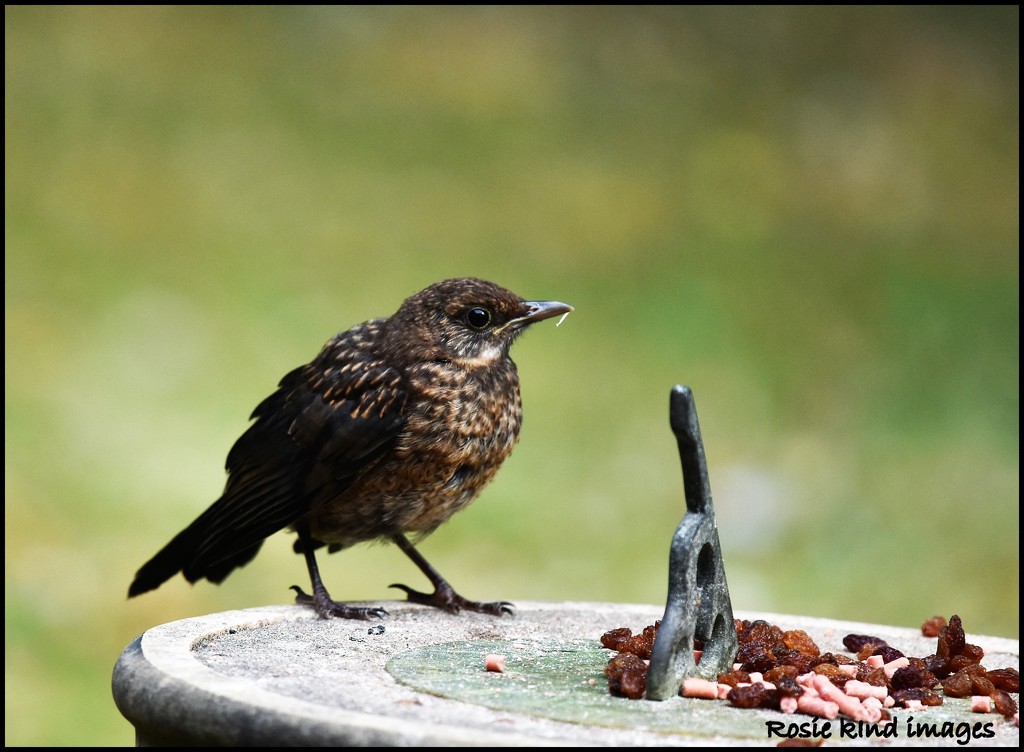 One of my young blackbirds by rosiekind