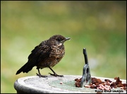 22nd Jul 2018 - One of my young blackbirds
