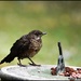 One of my young blackbirds by rosiekind