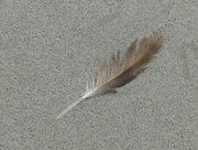 22nd Jul 2018 - Simple Feather