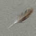 Simple Feather by ideetje