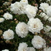 Pom-pom roses by filsie65