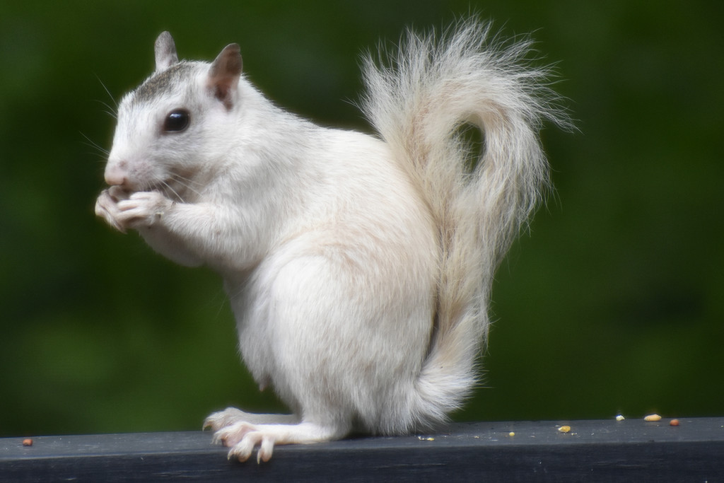 The White Squirrel of Brevard by alophoto