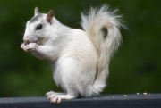 22nd Jul 2018 - The White Squirrel of Brevard
