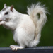 The White Squirrel of Brevard by alophoto