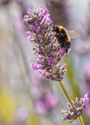 22nd Jul 2018 - Lavender and bee again
