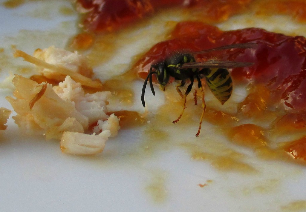 Wasp's supper by filsie65