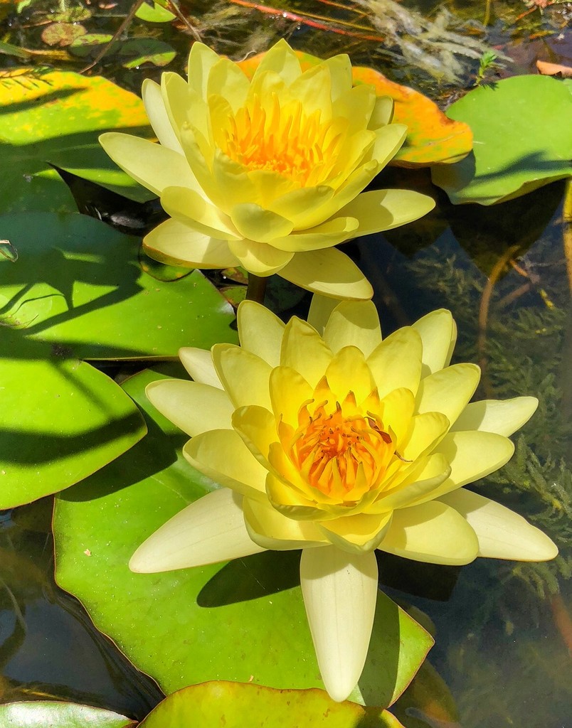 Pond Lilies by khawbecker