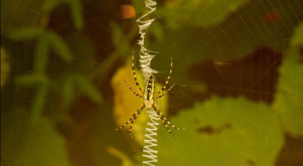 Yellow Garden Orbweaver Spider! by rickster549