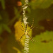 Yellow Garden Orbweaver Spider! by rickster549