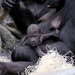 Gorilla Baby At 7 Weeks by randy23