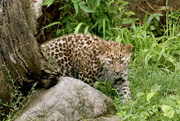 20th Jul 2018 - Leopard Cub On The Prowl