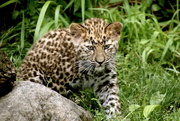 22nd Jul 2018 - Leopard Cub 