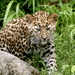 Leopard Cub  by randy23