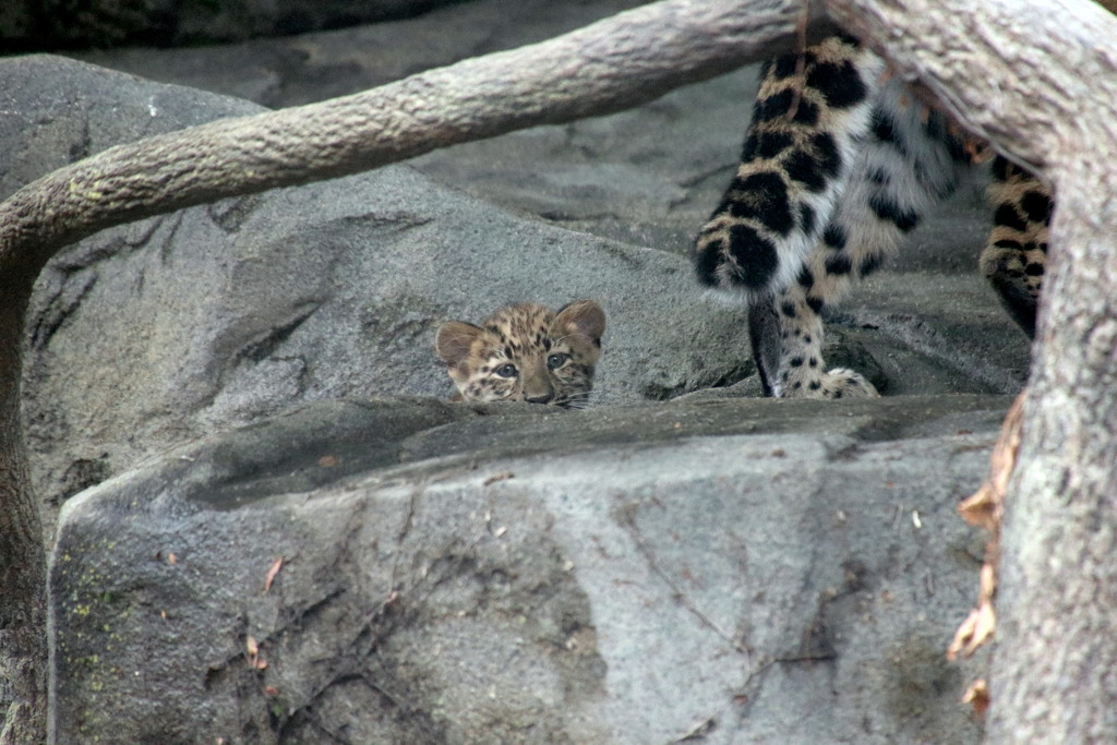 Leopard Cub Peek A Boo by randy23