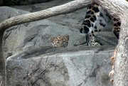 21st Jul 2018 - Leopard Cub Peek A Boo