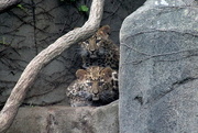 23rd Jul 2018 - Leopard Cubs