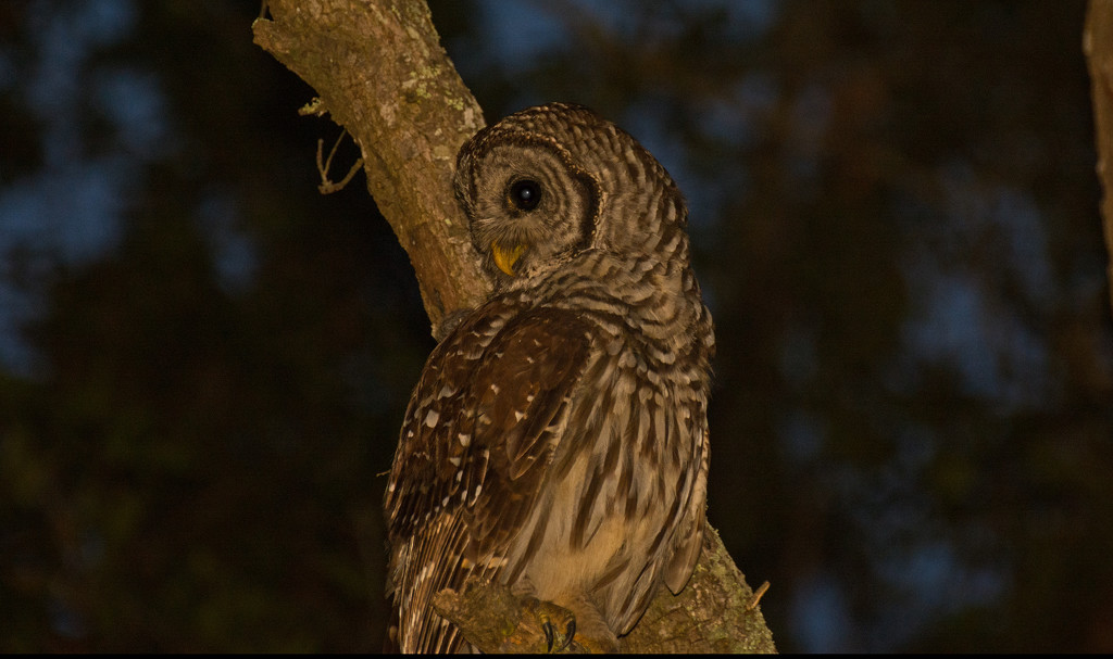 The Barred Owl Came Back! by rickster549