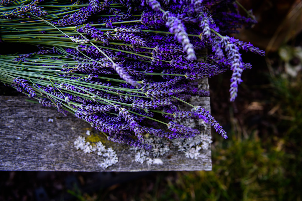 Lavender by kwind