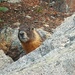 Marmot by harbie