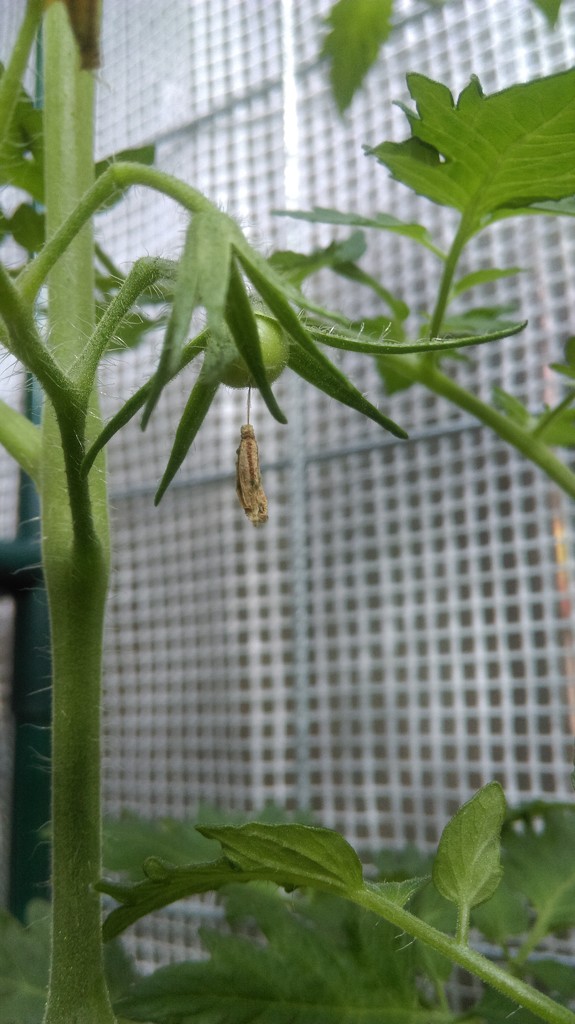 My First Tomato! by mozette