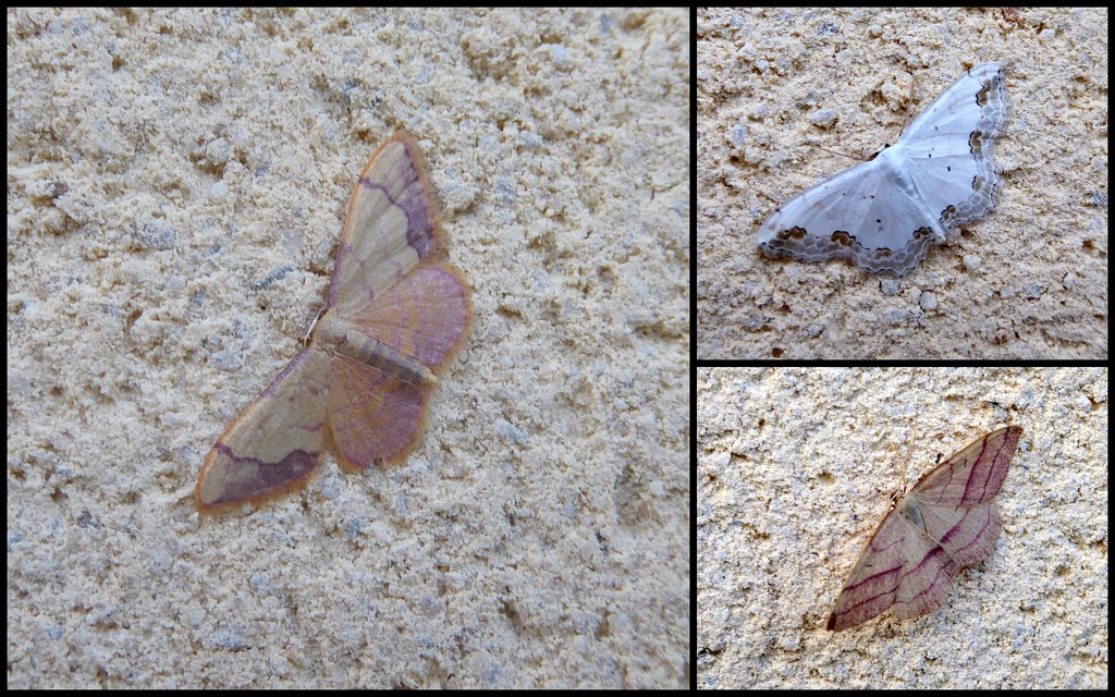 Moths of the Picos de Europa.6. Three Spanish waves by steveandkerry