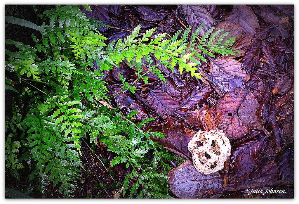 Cage Fungus and Fern by julzmaioro