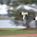 Flying Australian Pied Oystercatchers by kgolab