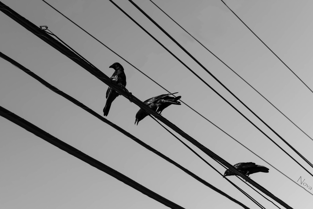 Three crows, nine wires by novab